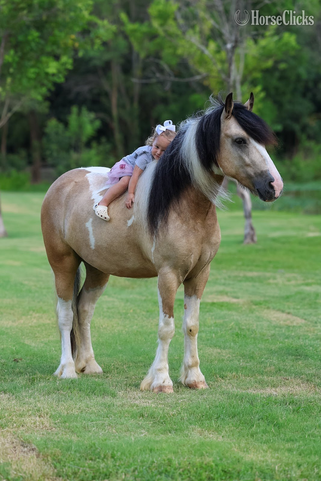 "SIMBA" Piebald Gelding Gypsy Vanner - Gypsy Vanner