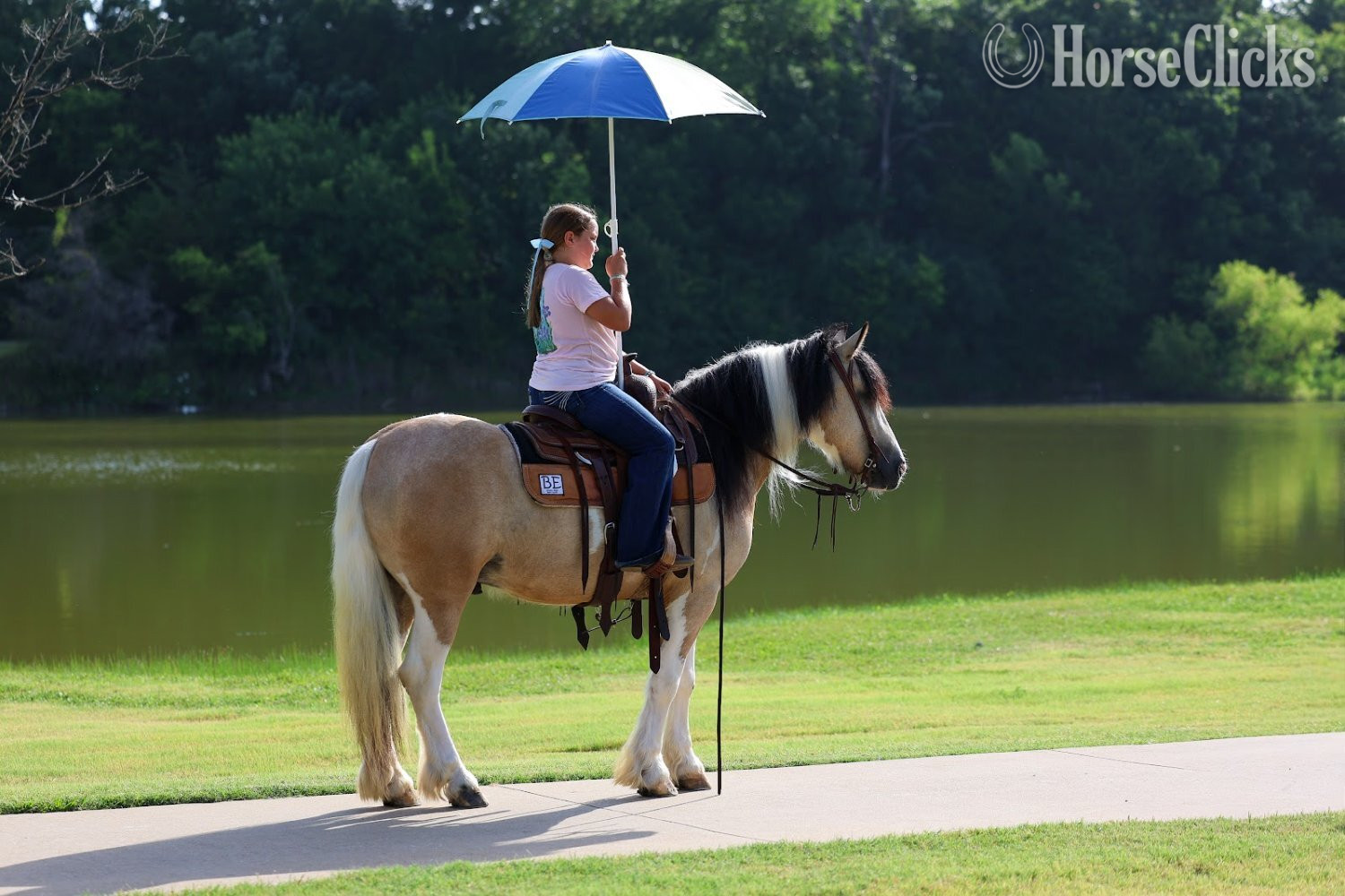 Gypsy Vanner - "SIMBA" Piebald Gelding Gypsy Vanner in Texas
