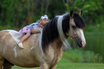 "SIMBA" Piebald Gelding Gypsy Vanner
