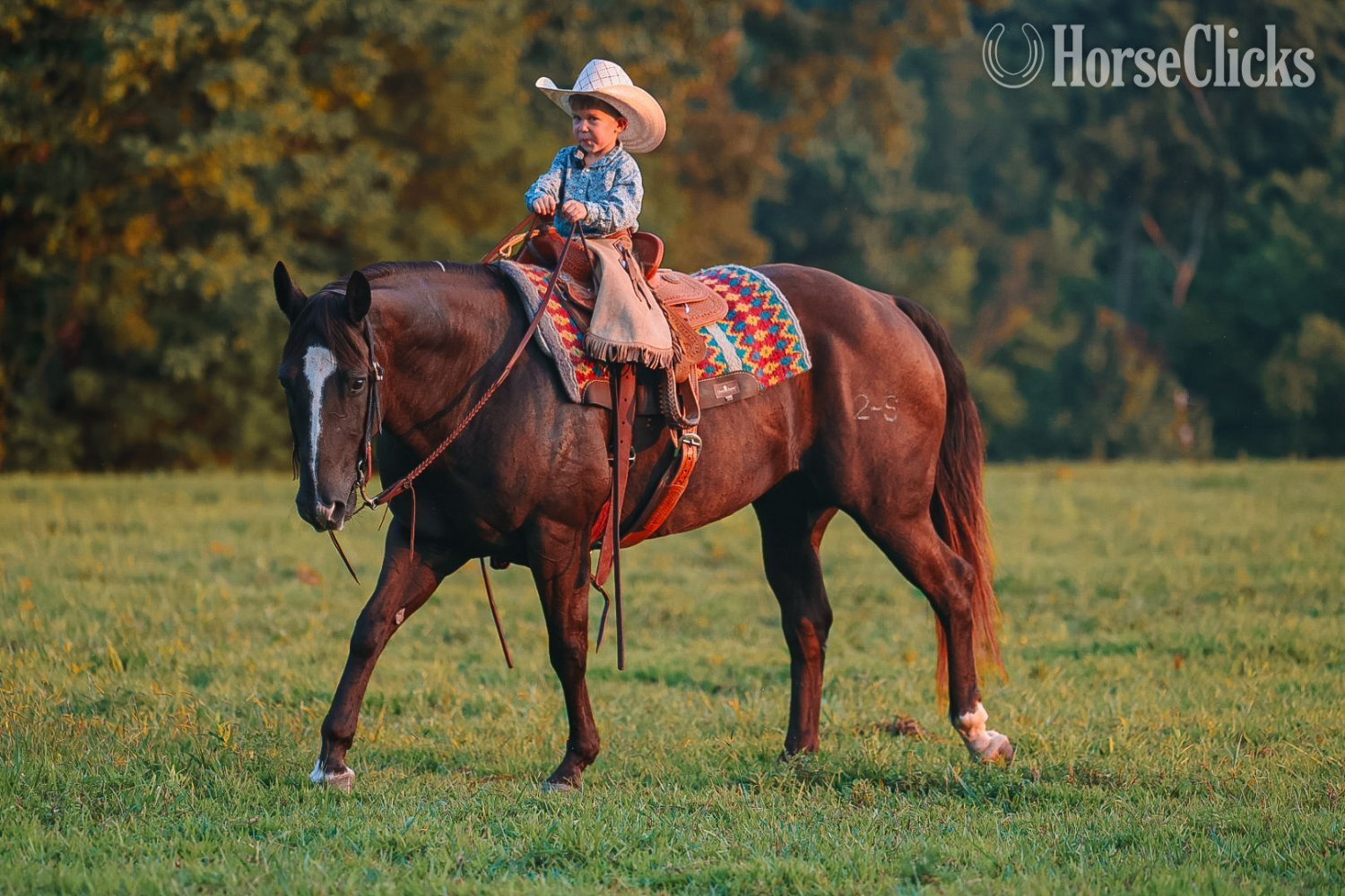 "Smoke" Black Gelding Quarter Horse