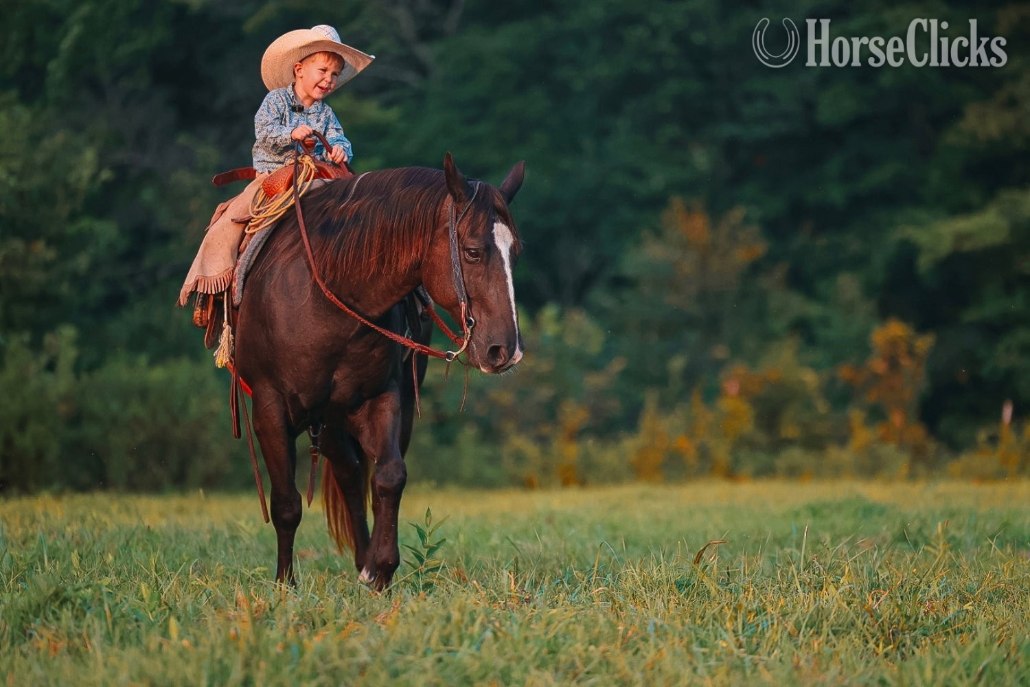 Tennessee "Smoke" Black Gelding Quarter Horse