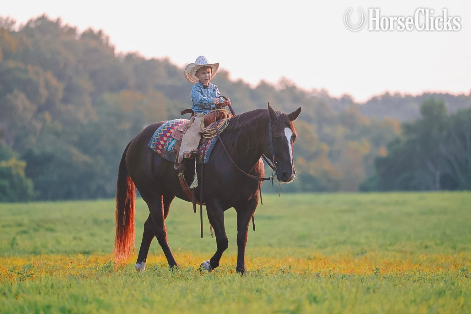 "Smoke" Black Gelding Quarter Horse - Quarter Horse in Tennessee