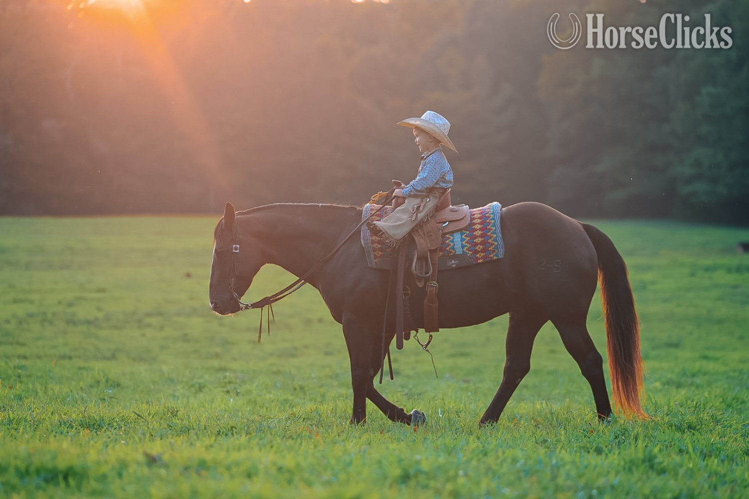 "Smoke" Black Gelding Quarter Horse - Quarter Horse