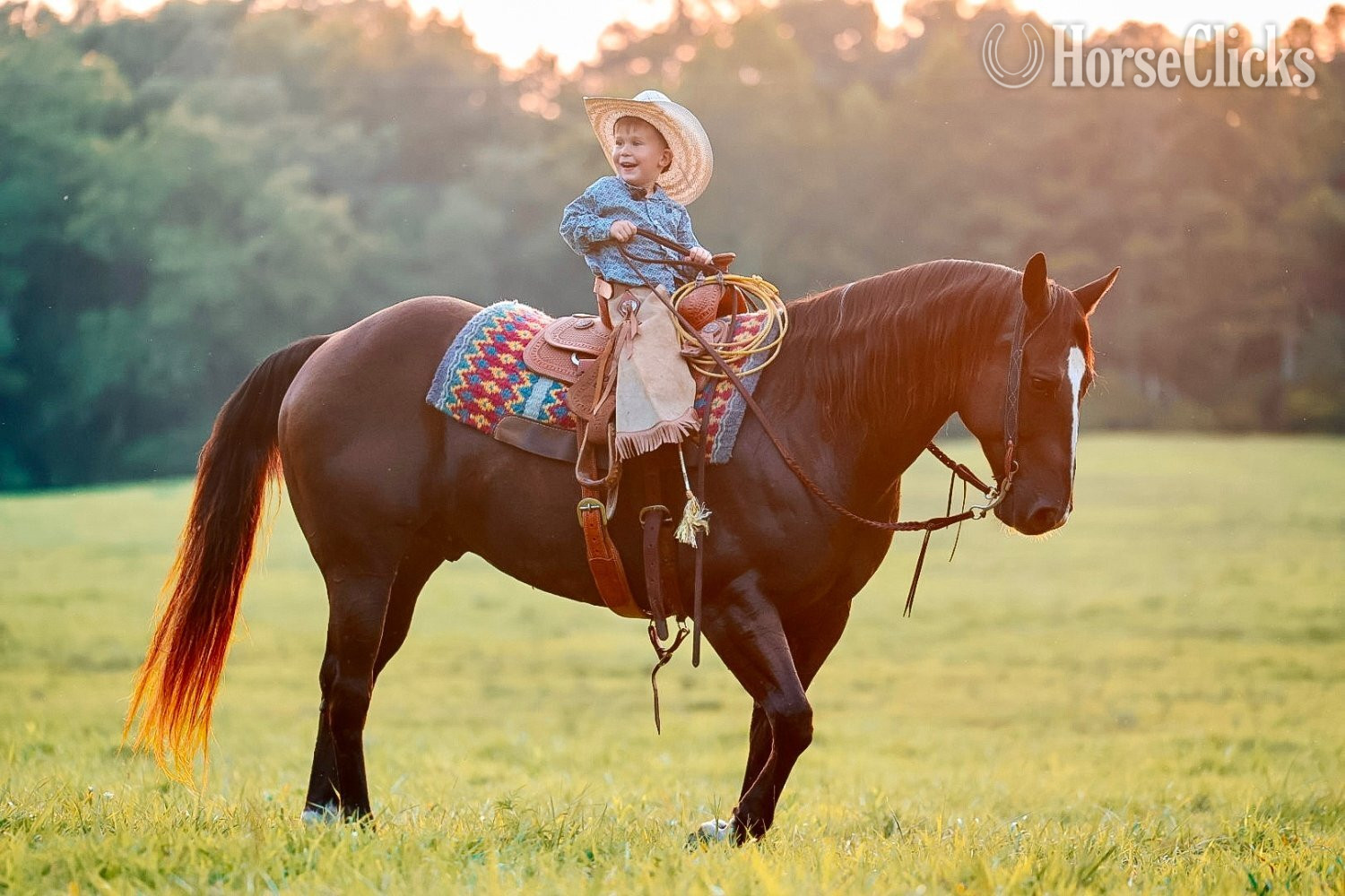 Quarter Horse - "Smoke" Black Gelding Quarter Horse in Tennessee