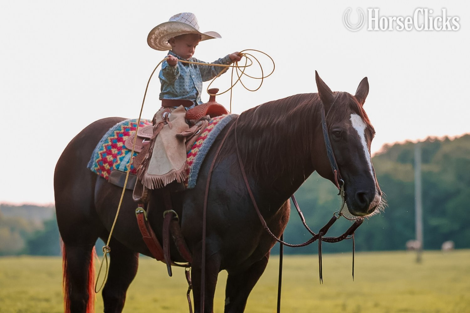 Quarter Horse - "Smoke" Black Gelding Quarter Horse