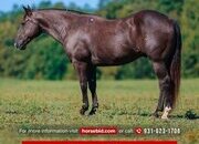 "Smoke" Black Gelding Quarter Horse