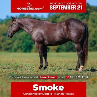 "Smoke" Black Gelding Quarter Horse