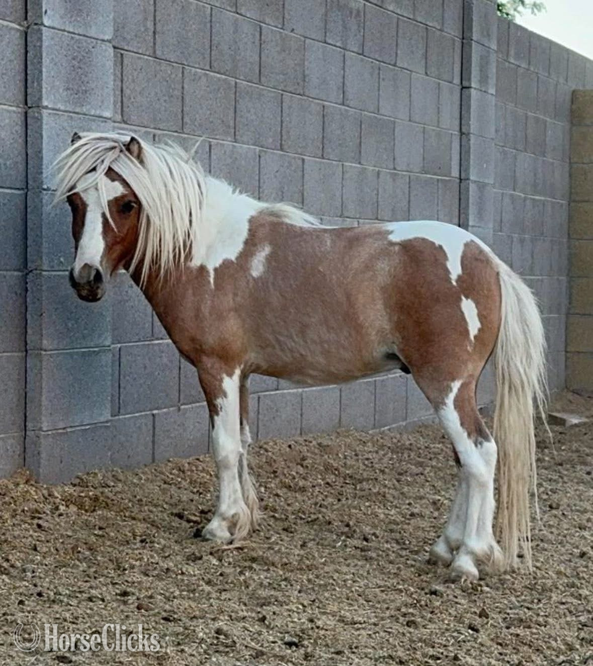"Yknot Run For The Roses" Dun Stallion American Miniature in Arizona