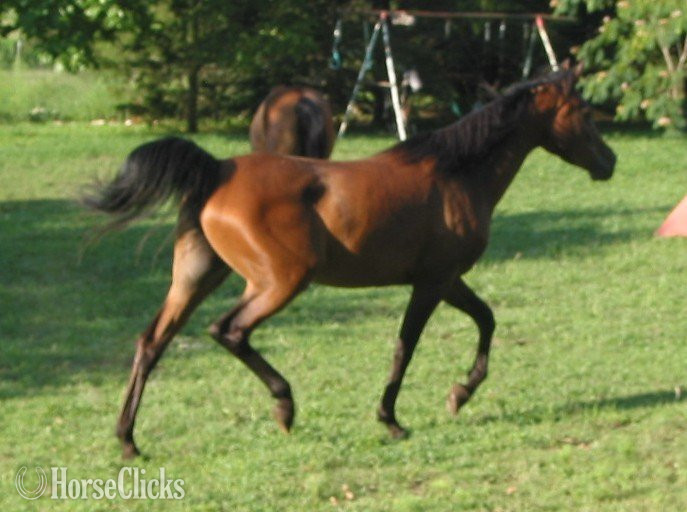Missouri "Veracity MB" Bay Mare Arabian