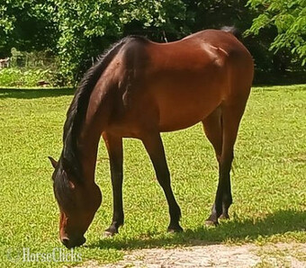 "Veracity MB" Bay Mare Arabian