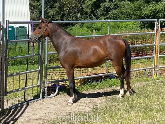 "Champagne’s Fancy Pants" Bay Mare Pony in Connecticut