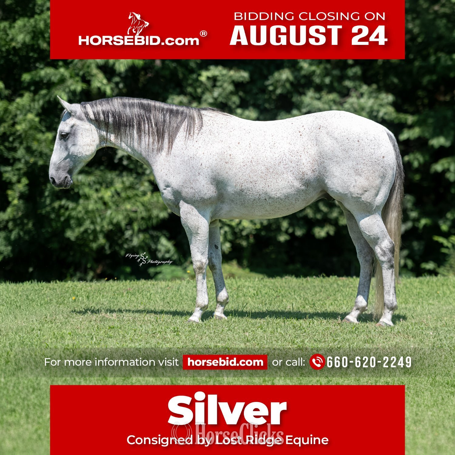 "Silver " Grey Gelding Quarter Horse in Missouri