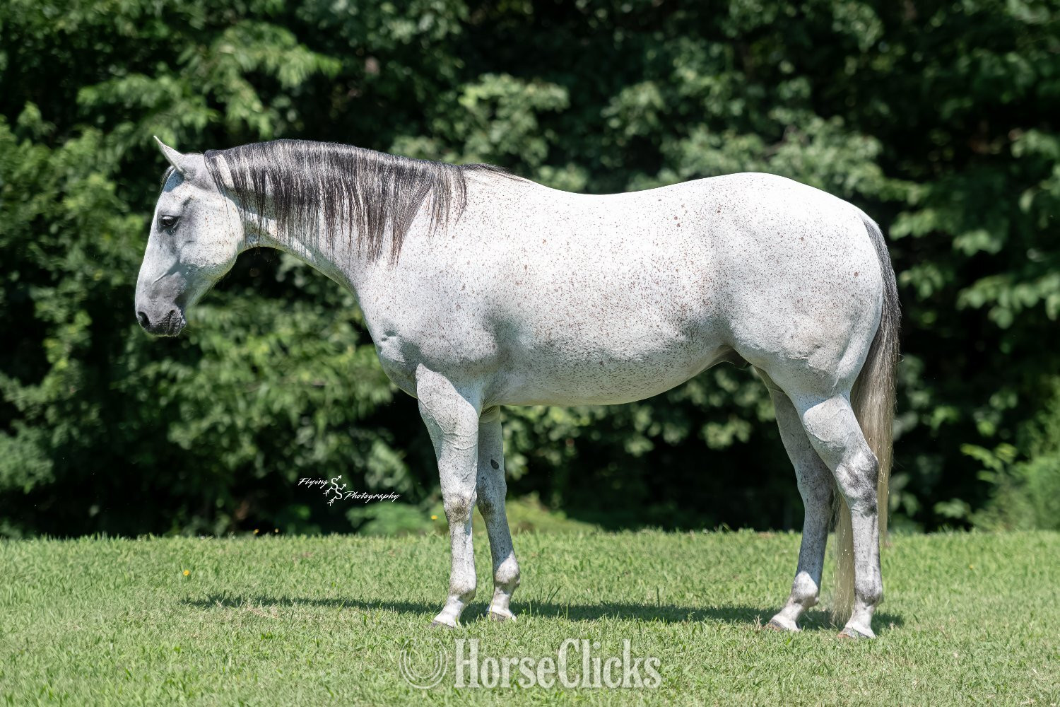 "Silver " Grey Gelding Quarter Horse