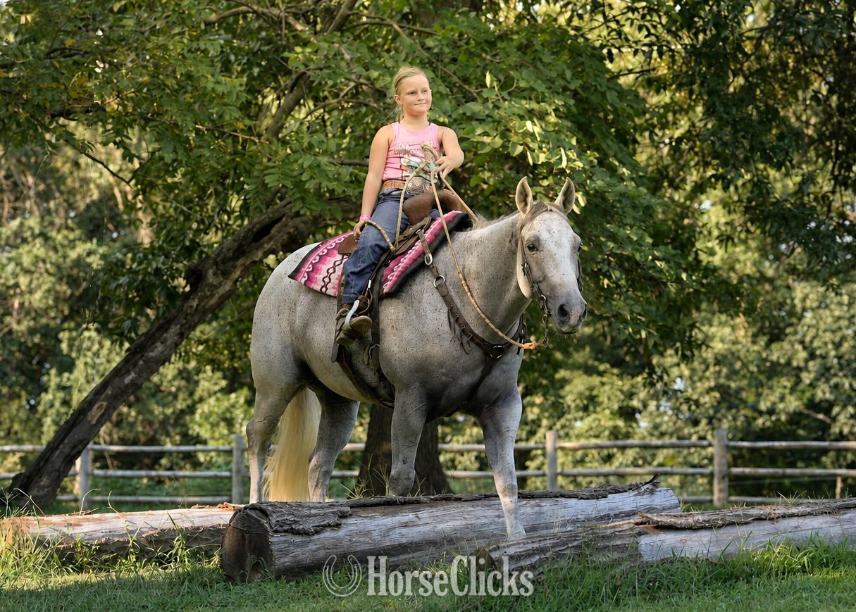 Missouri "Silver " Grey Gelding Quarter Horse