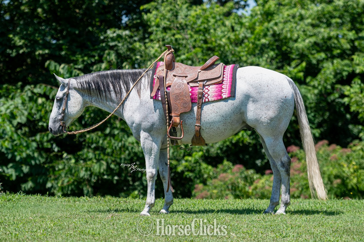 Quarter Horse - "Silver " Grey Gelding Quarter Horse in Missouri