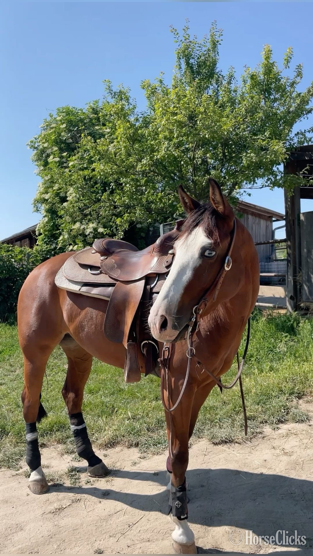 "AJ" Brown Gelding Appaloosa