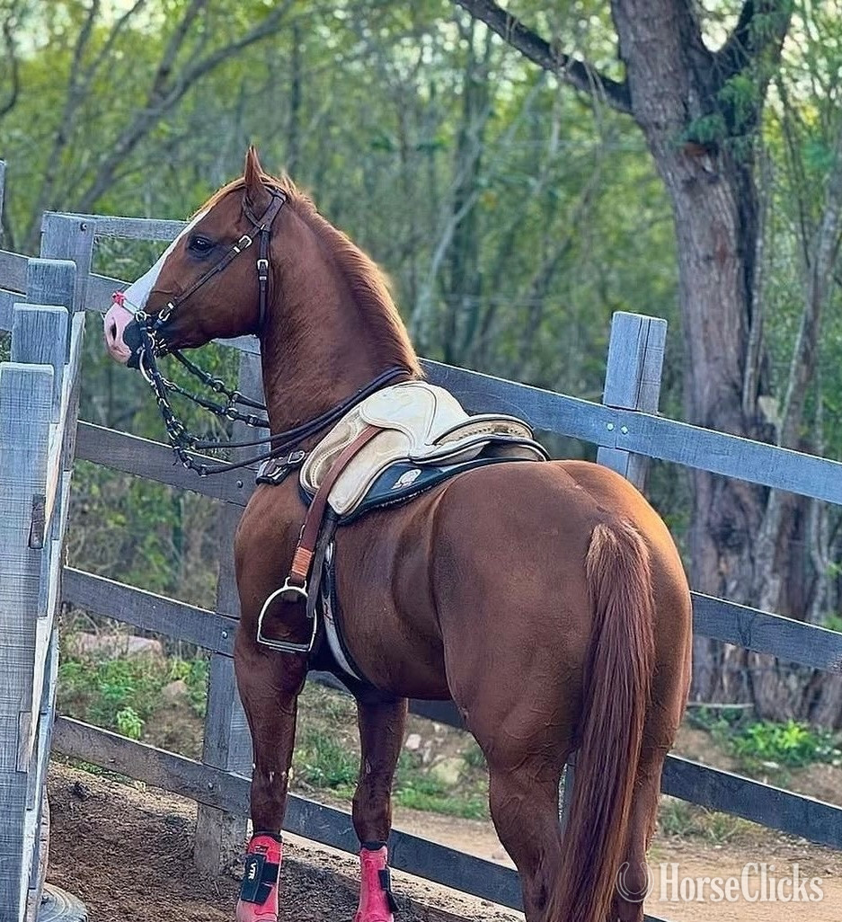 California "AJ" Brown Gelding Appaloosa
