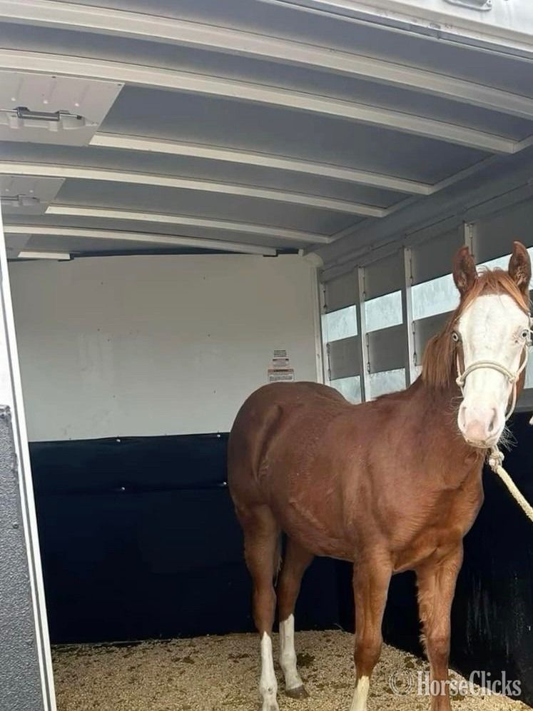 "AJ" Brown Gelding Appaloosa - Appaloosa in California