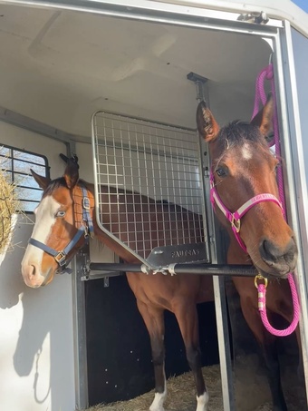 "AJ" Brown Gelding Appaloosa