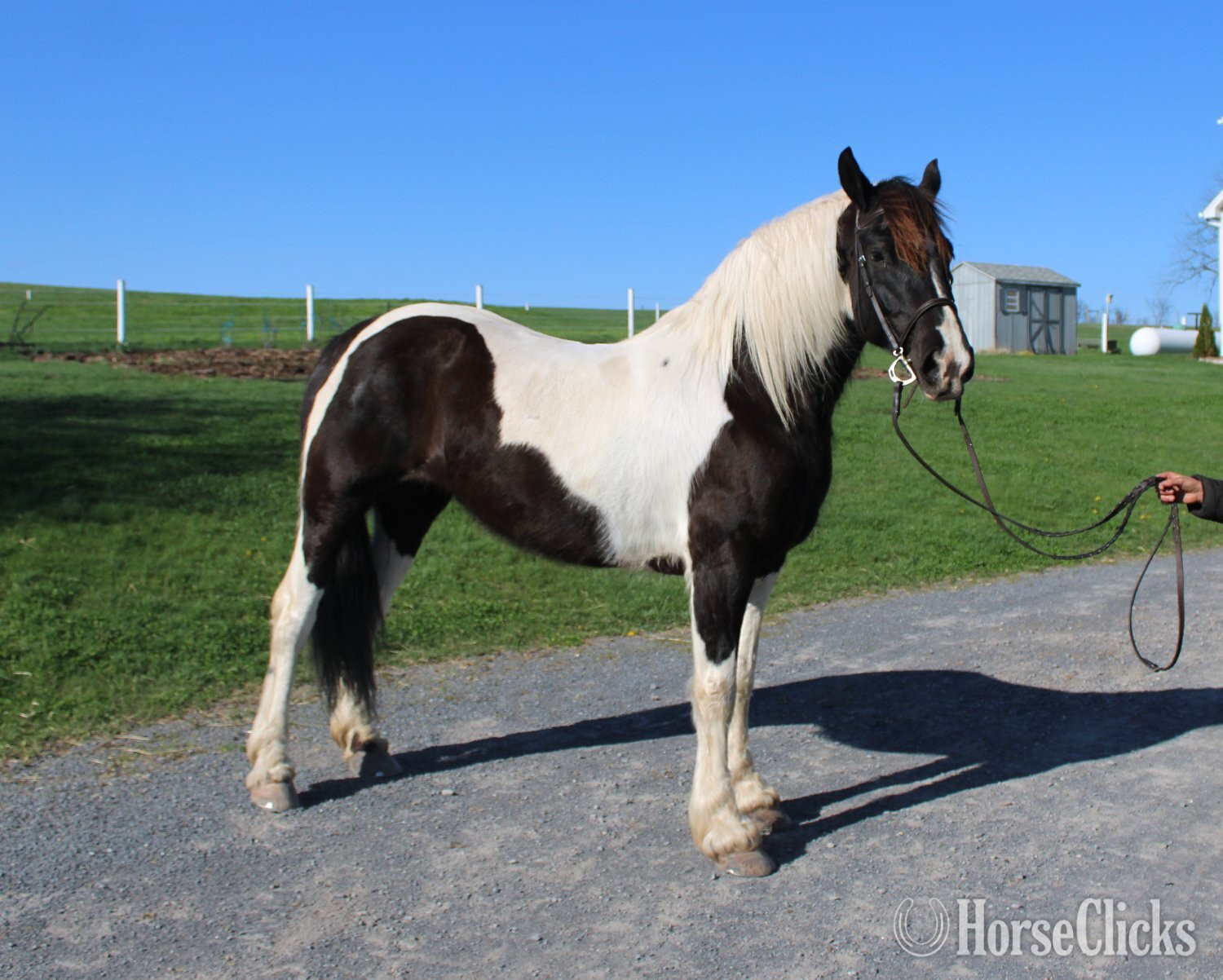 "Paint Sport Horse" Pinto Mare Friesian in Pennsylvania