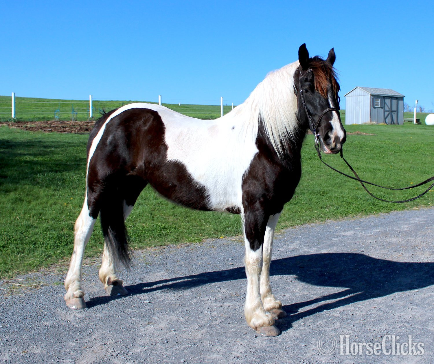 "Paint Sport Horse" Pinto Mare Friesian