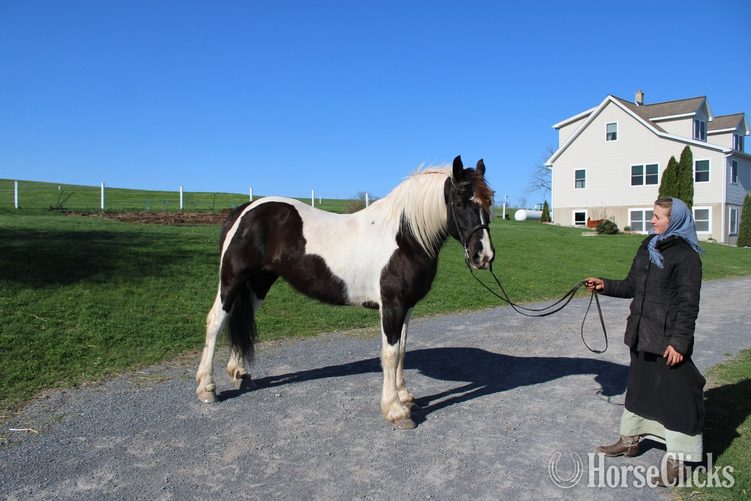 Pennsylvania "Paint Sport Horse" Pinto Mare Friesian