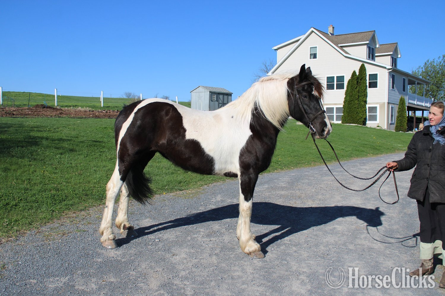 "Paint Sport Horse" Pinto Mare Friesian - Friesian in Pennsylvania