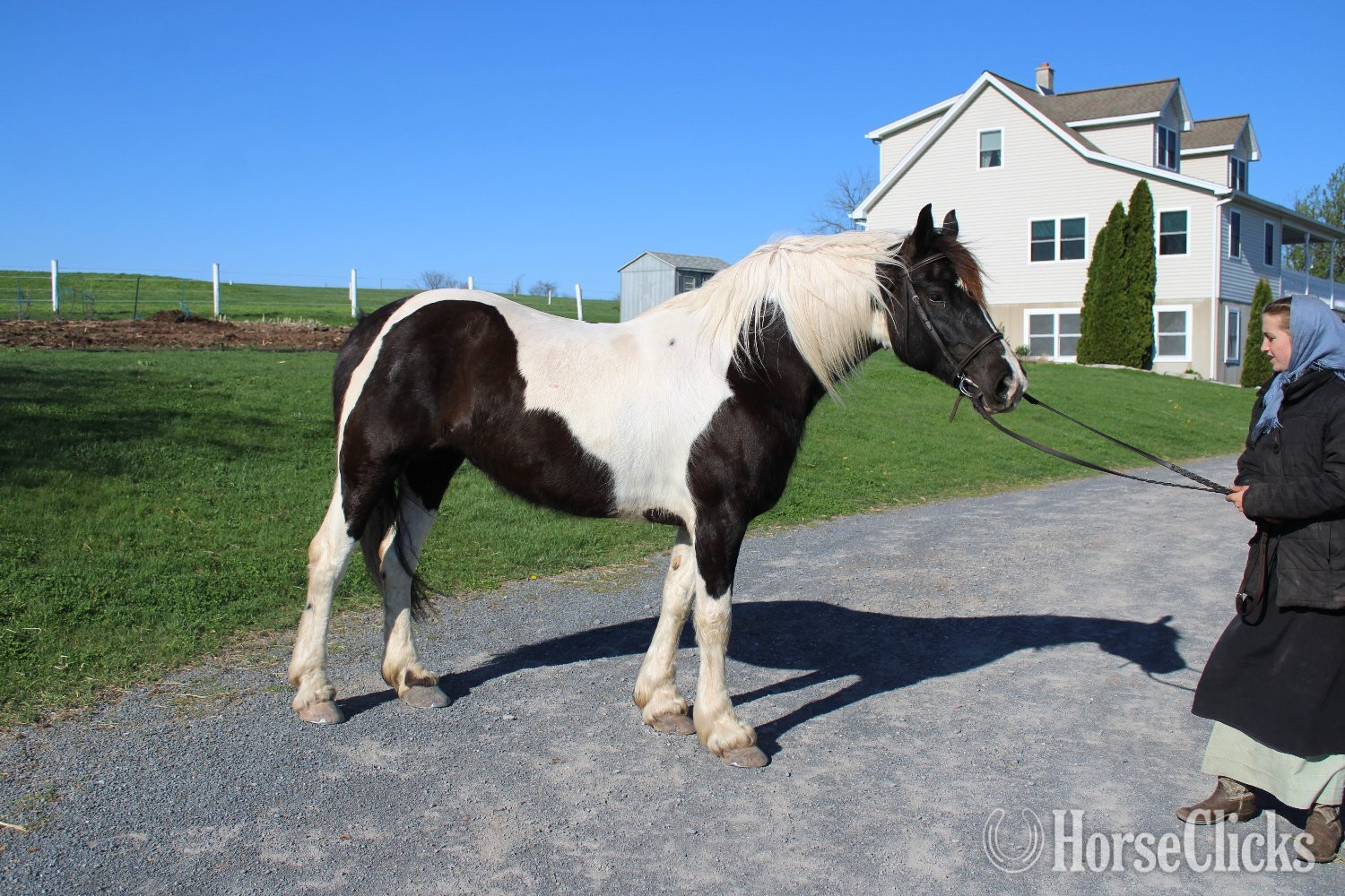 "Paint Sport Horse" Pinto Mare Friesian - Friesian
