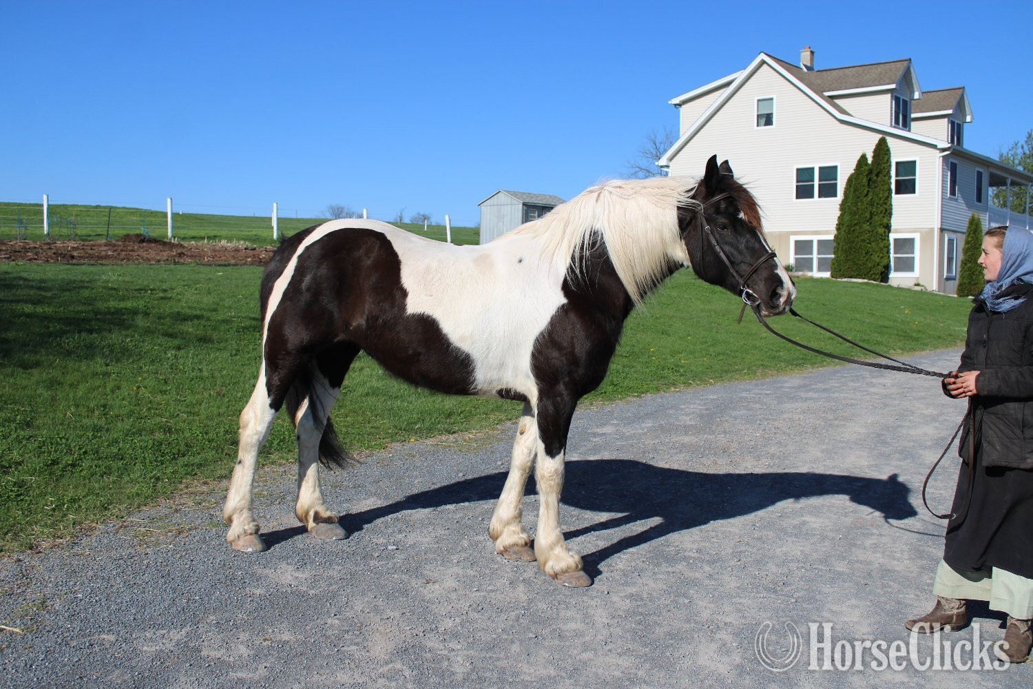 "Paint Sport Horse" Pinto Mare Friesian Pennsylvania