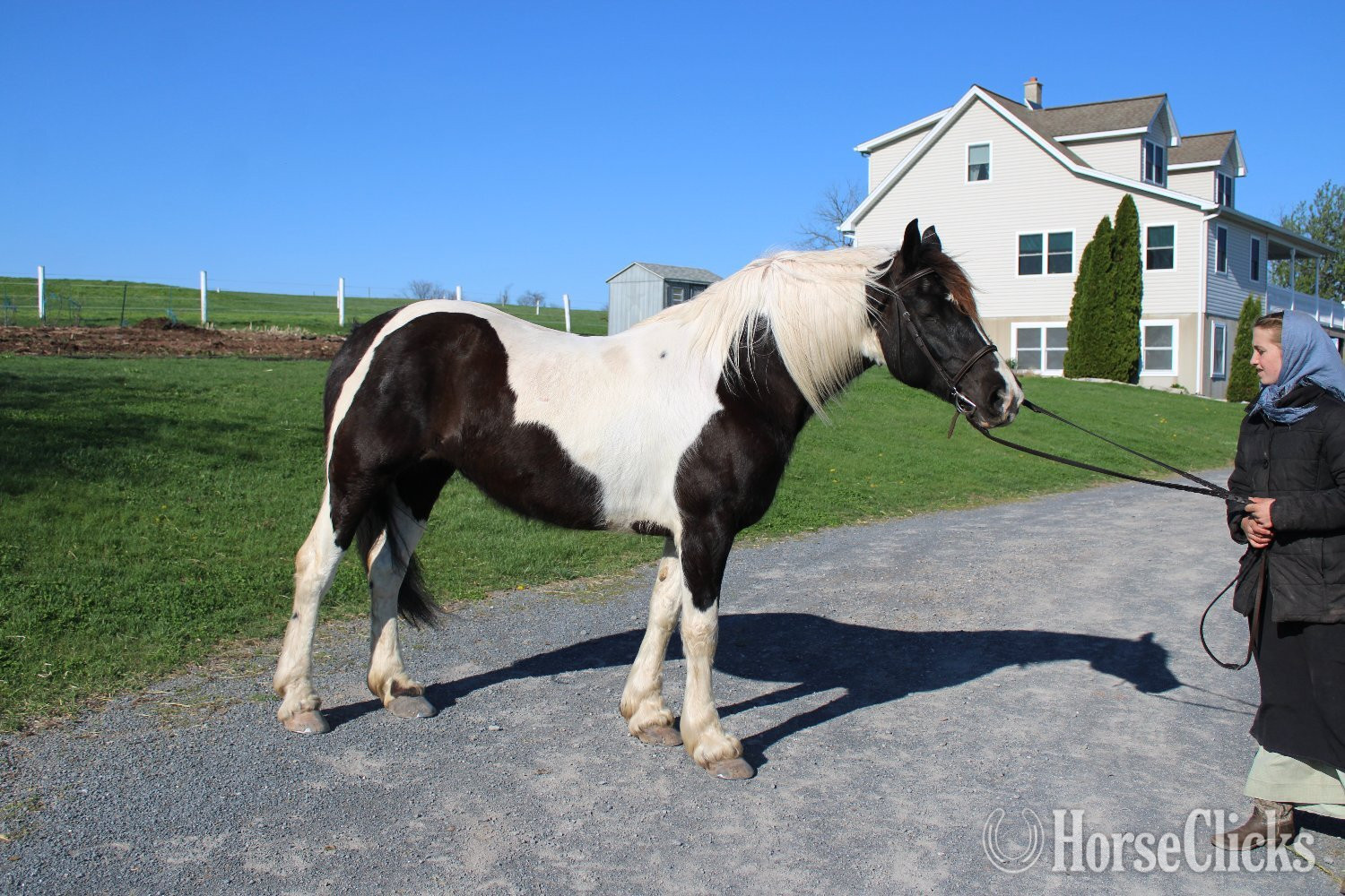 Friesian - "Paint Sport Horse" Pinto Mare Friesian in Pennsylvania