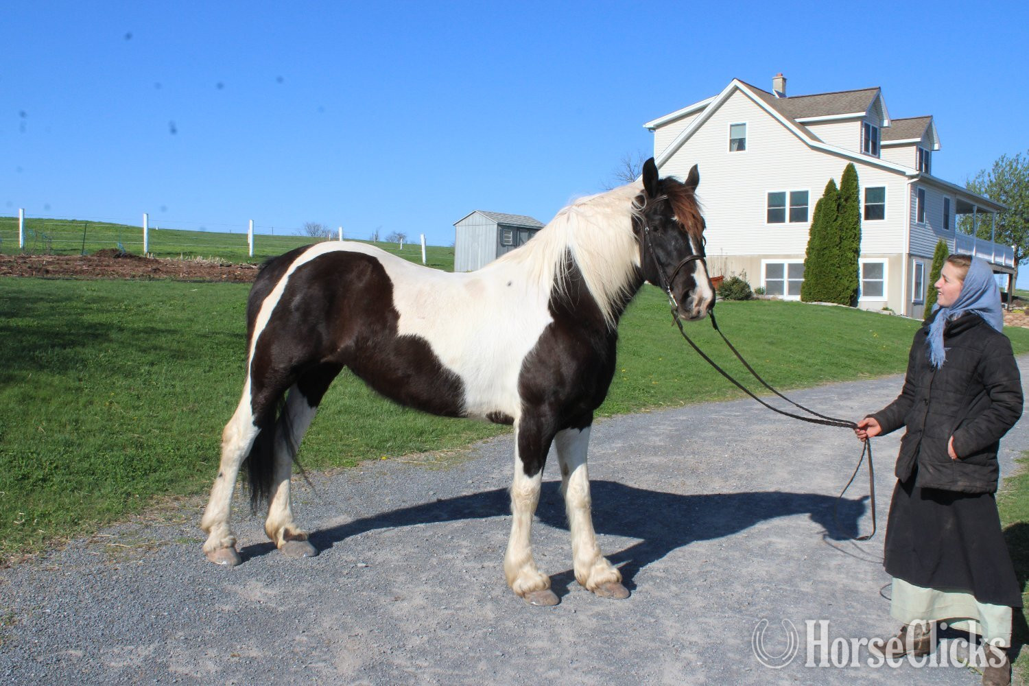 Friesian - "Paint Sport Horse" Pinto Mare Friesian