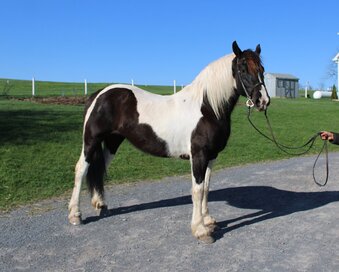 "Paint Sport Horse" Pinto Mare Friesian