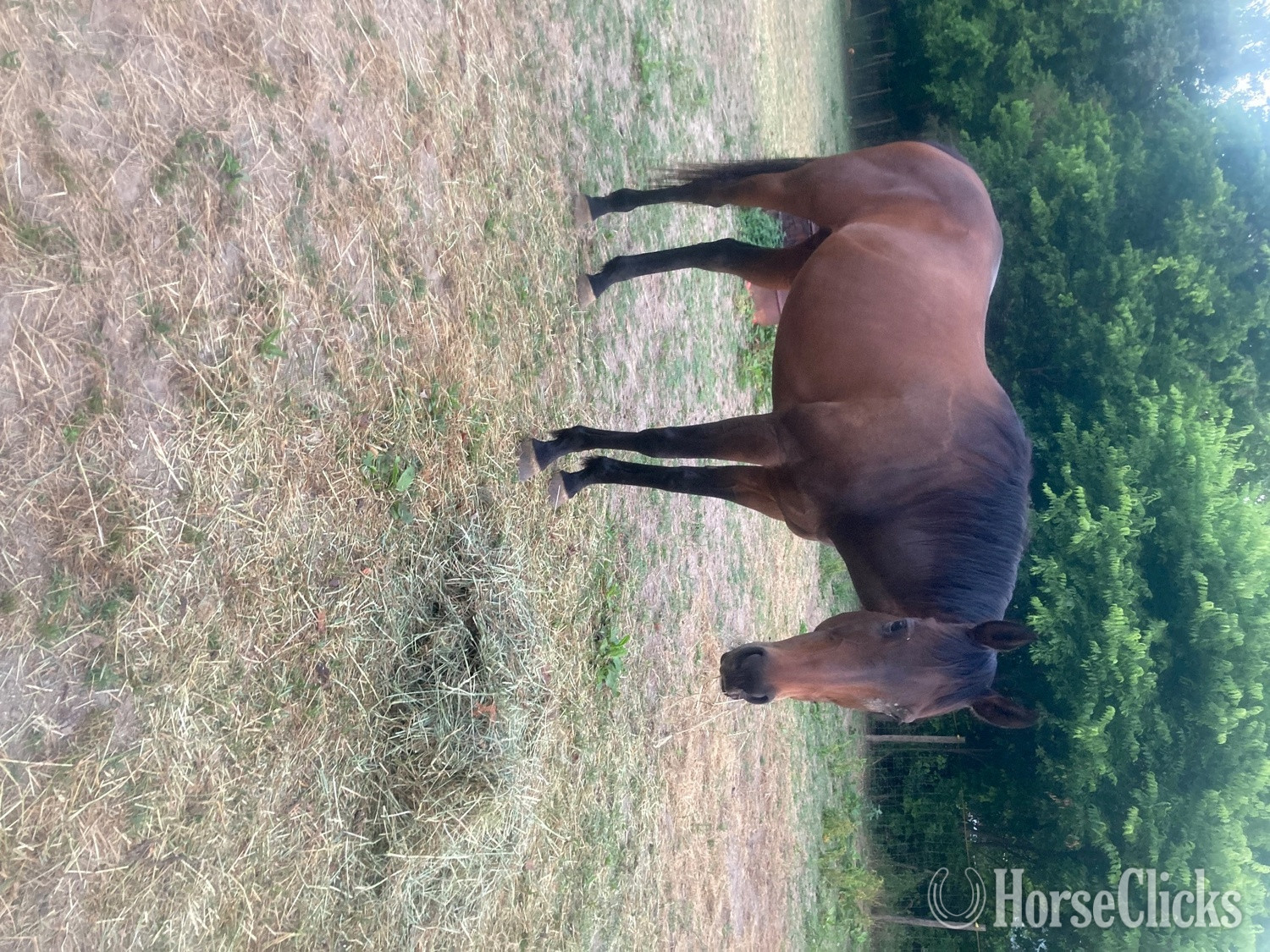 "Rio" Bay Mare Thoroughbred in North Carolina