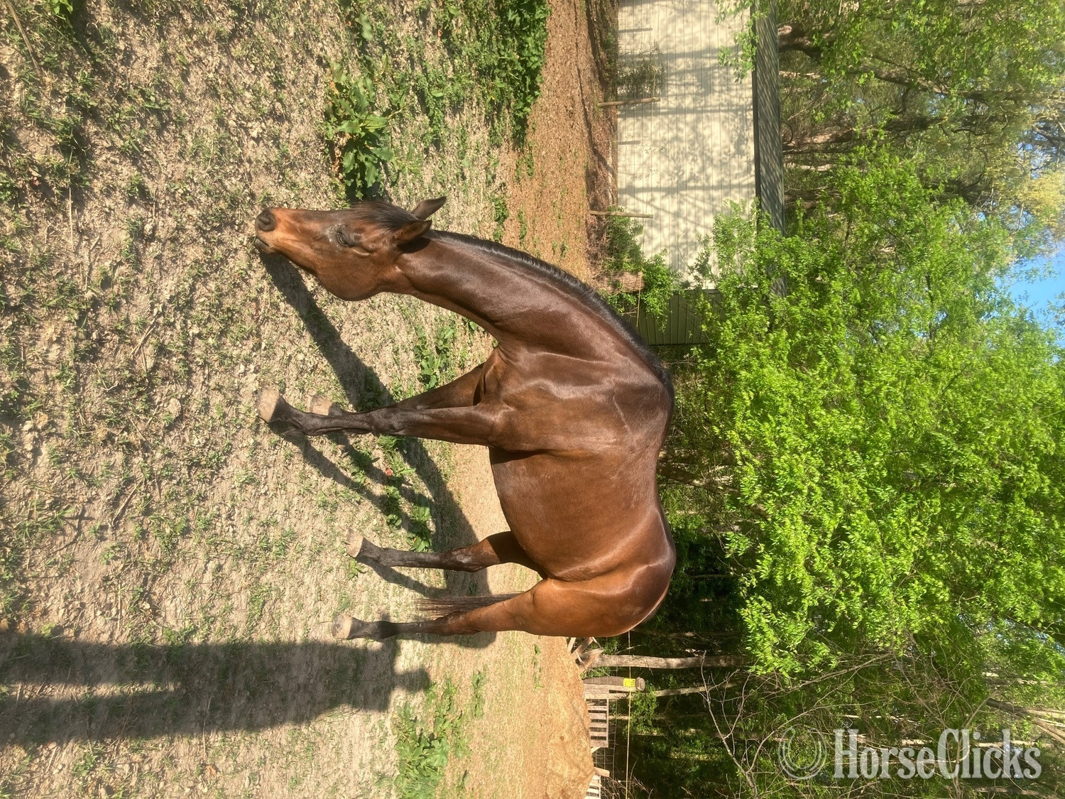 "Rio" Bay Mare Thoroughbred