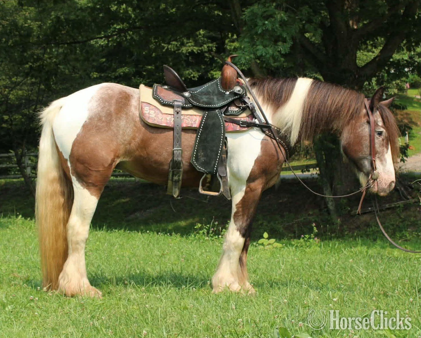 "SKITTLES" Piebald Mare Gypsy Vanner in West Virginia