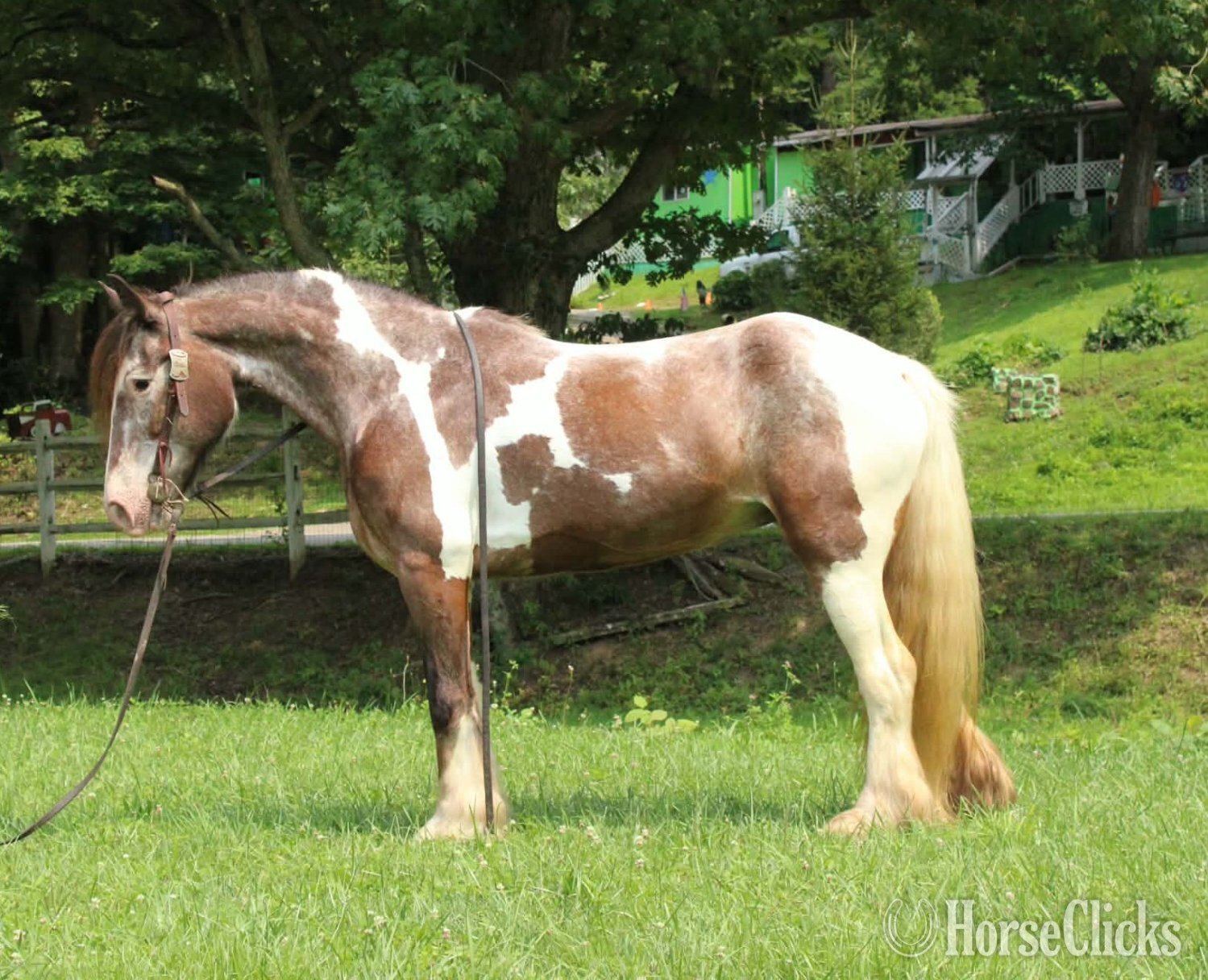 "SKITTLES" Piebald Mare Gypsy Vanner