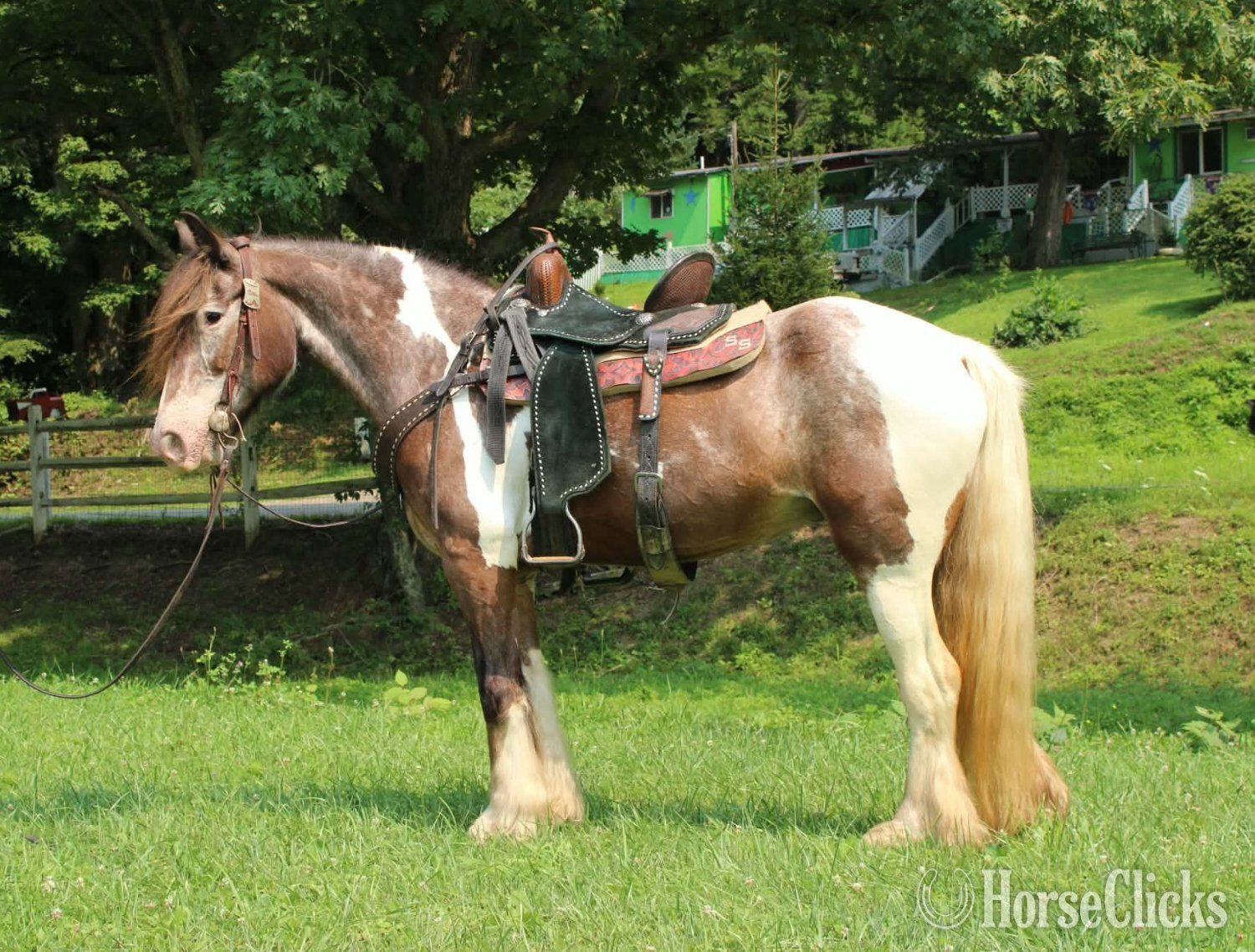 West Virginia "SKITTLES" Piebald Mare Gypsy Vanner