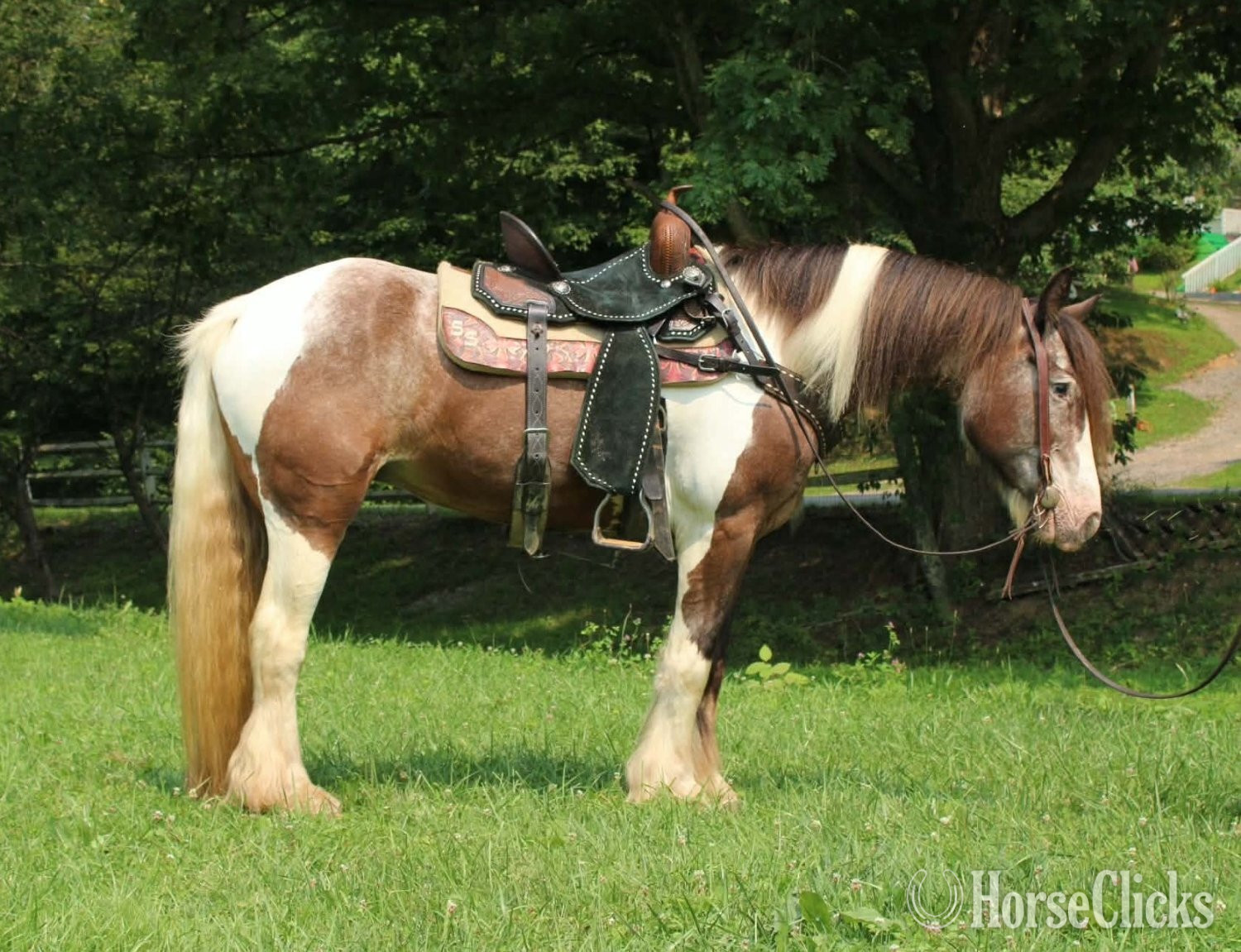 "SKITTLES" Piebald Mare Gypsy Vanner - Gypsy Vanner in West Virginia