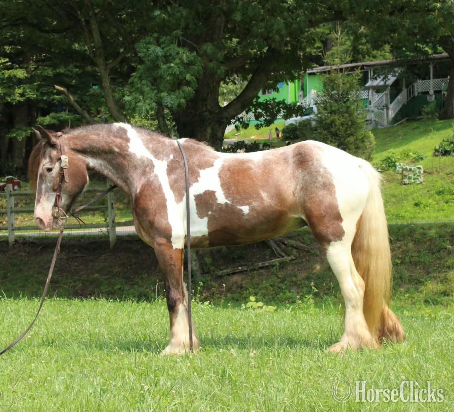 "SKITTLES" Piebald Mare Gypsy Vanner - Gypsy Vanner