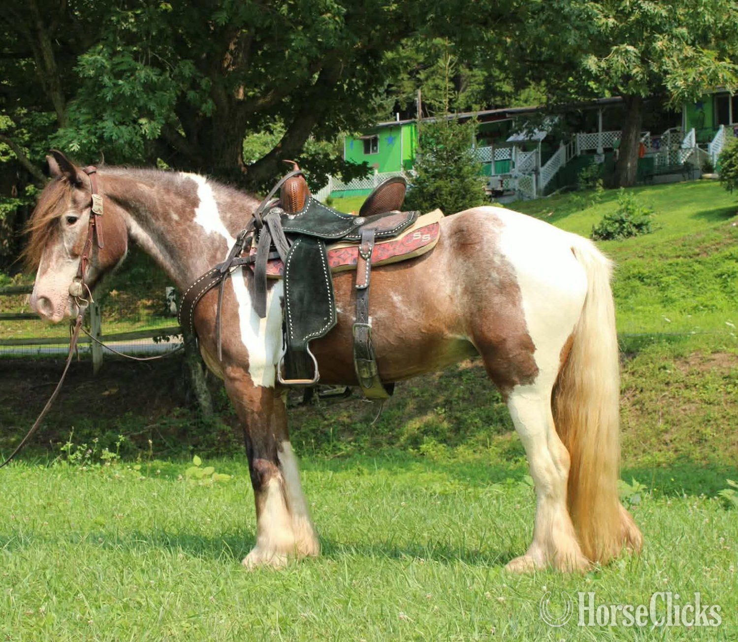"SKITTLES" Piebald Mare Gypsy Vanner West Virginia