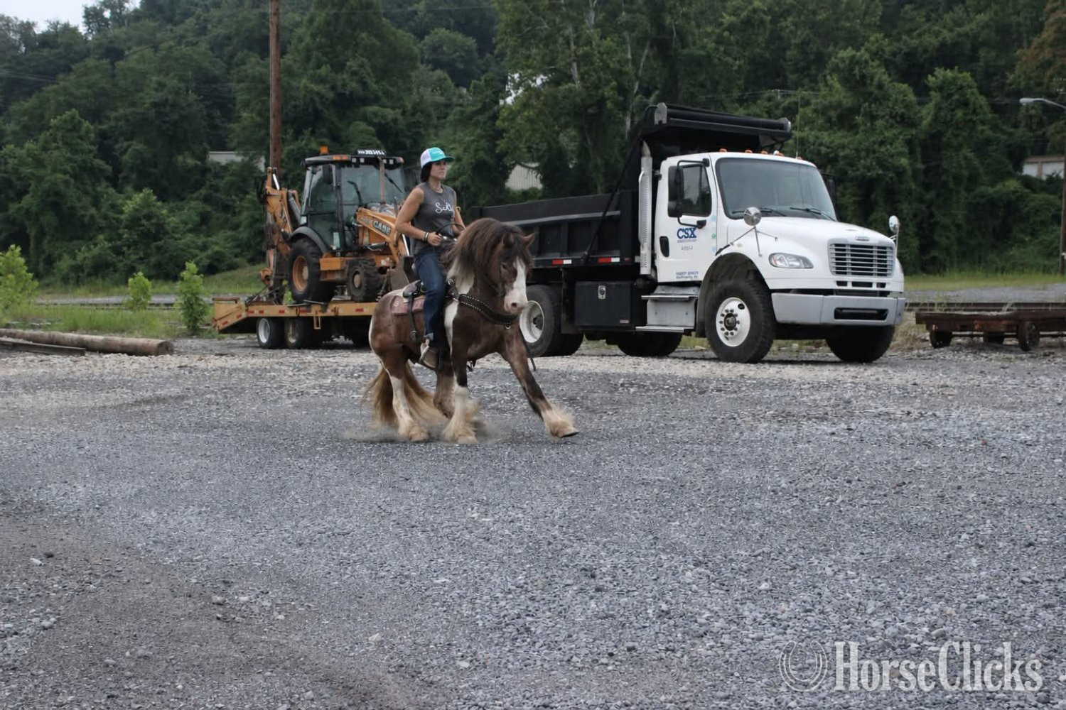 Gypsy Vanner - "SKITTLES" Piebald Mare Gypsy Vanner in West Virginia