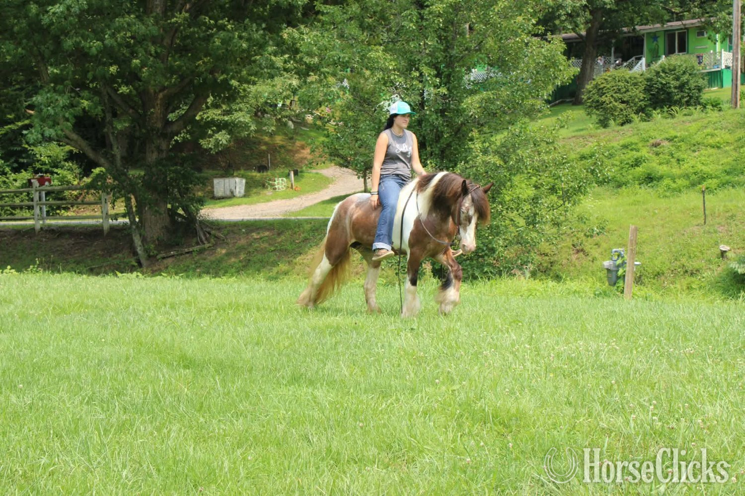 Gypsy Vanner - "SKITTLES" Piebald Mare Gypsy Vanner