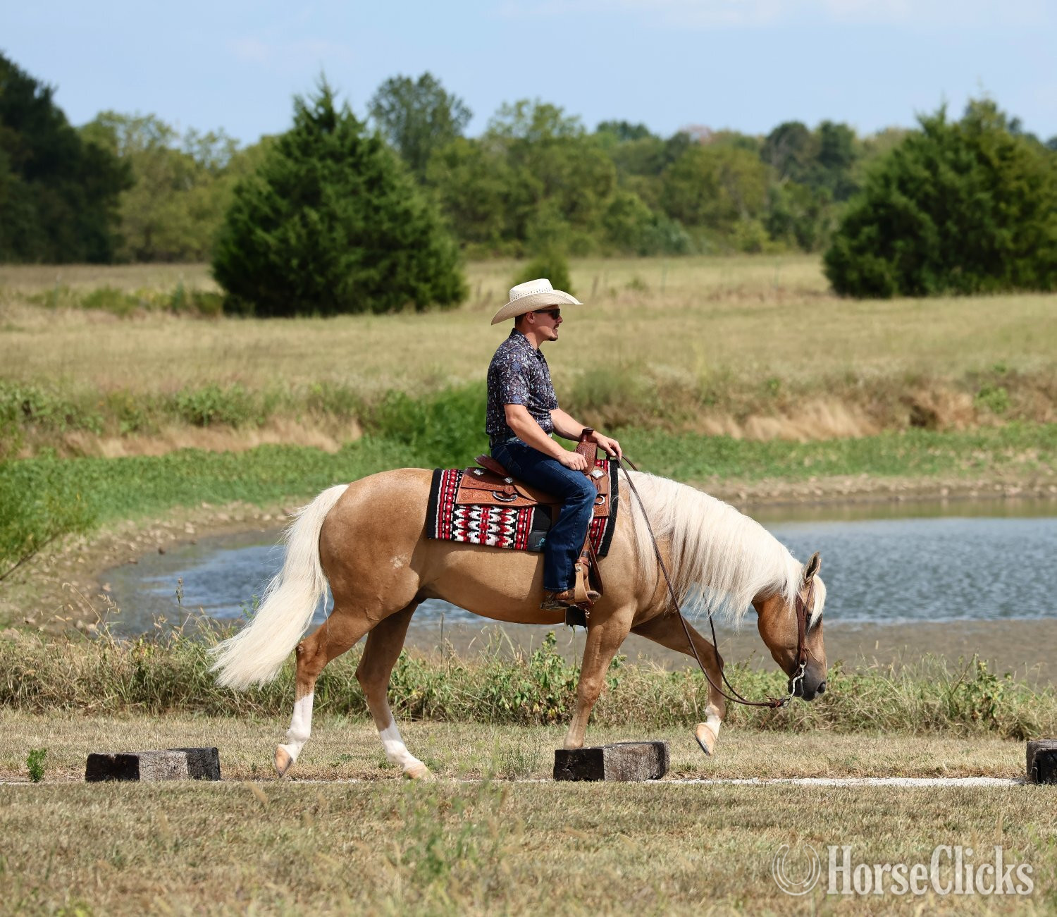 "Whiz and Dunnit" Palomino Gelding Quarter Horse - Quarter Horse in Missouri