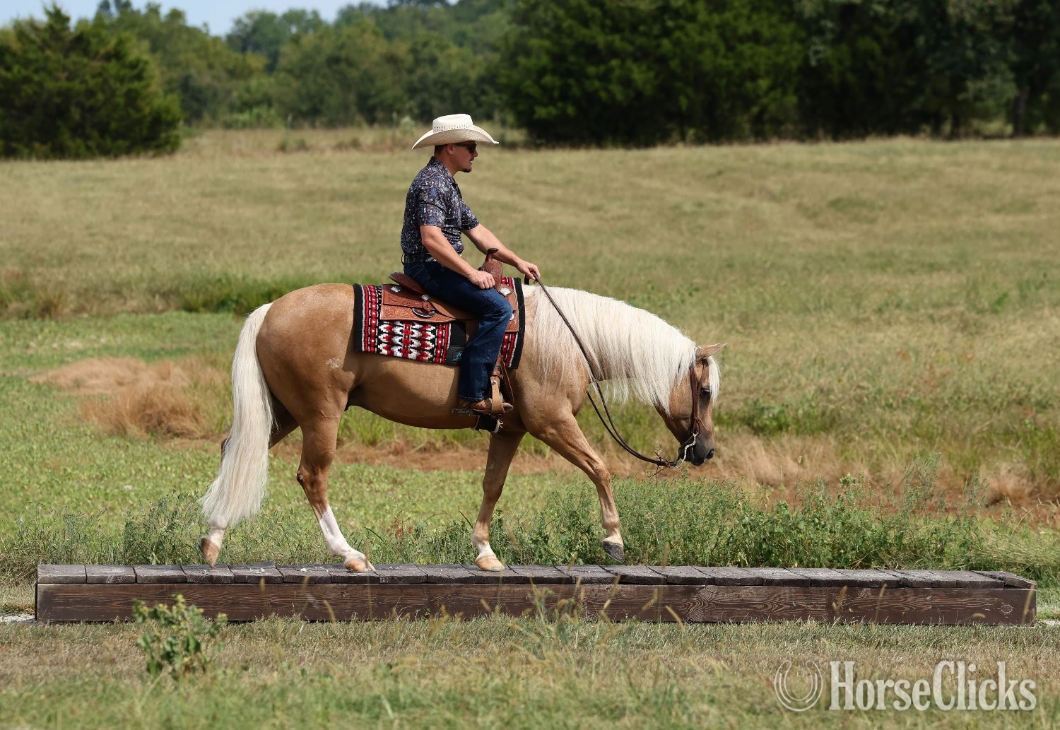 "Whiz and Dunnit" Palomino Gelding Quarter Horse - Quarter Horse