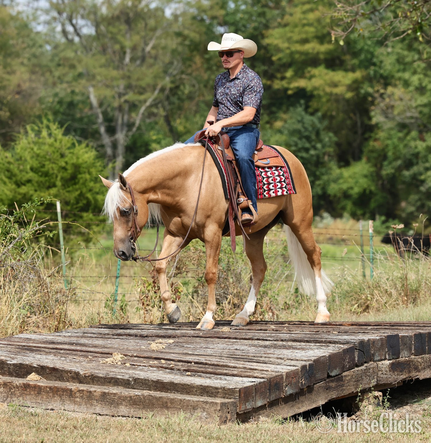 "Whiz and Dunnit" Palomino Gelding Quarter Horse Missouri