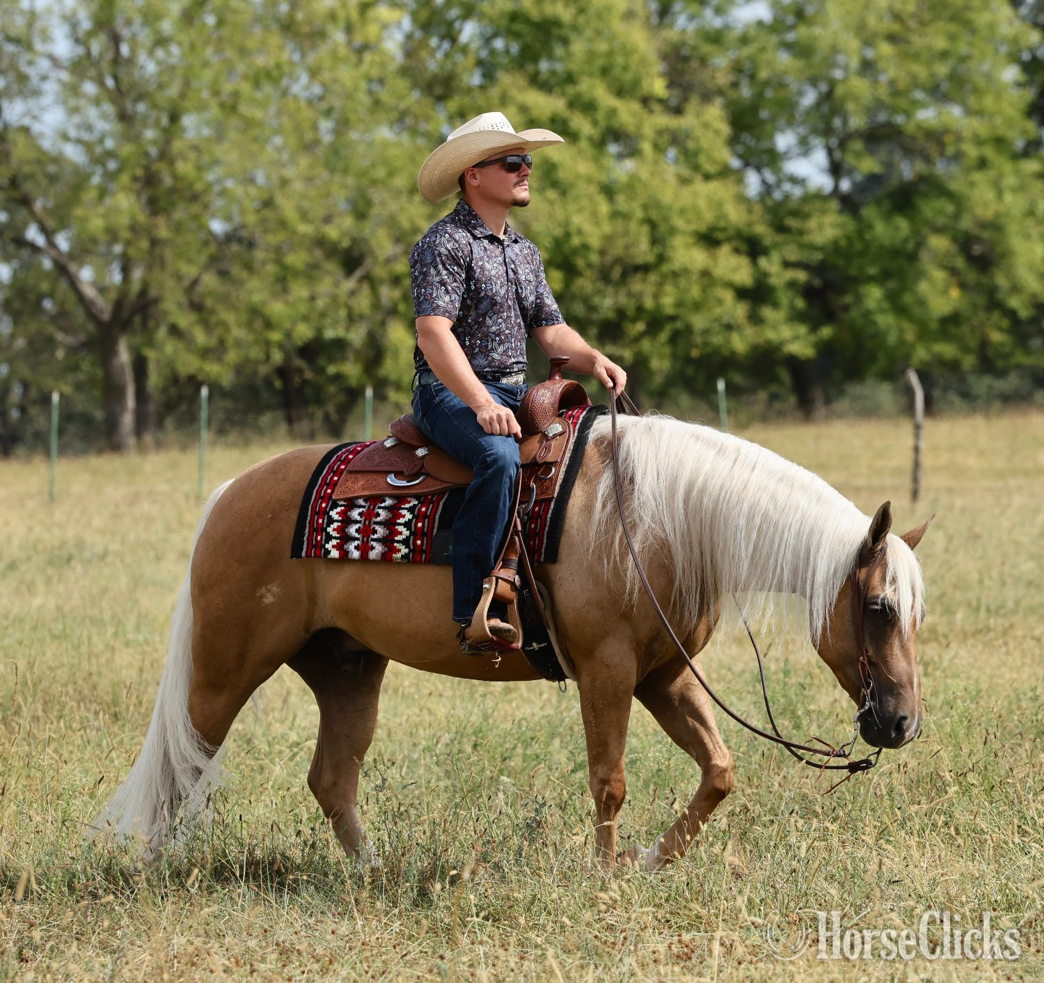 Quarter Horse - "Whiz and Dunnit" Palomino Gelding Quarter Horse