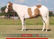 "Sunny " Palomino Mare Paint