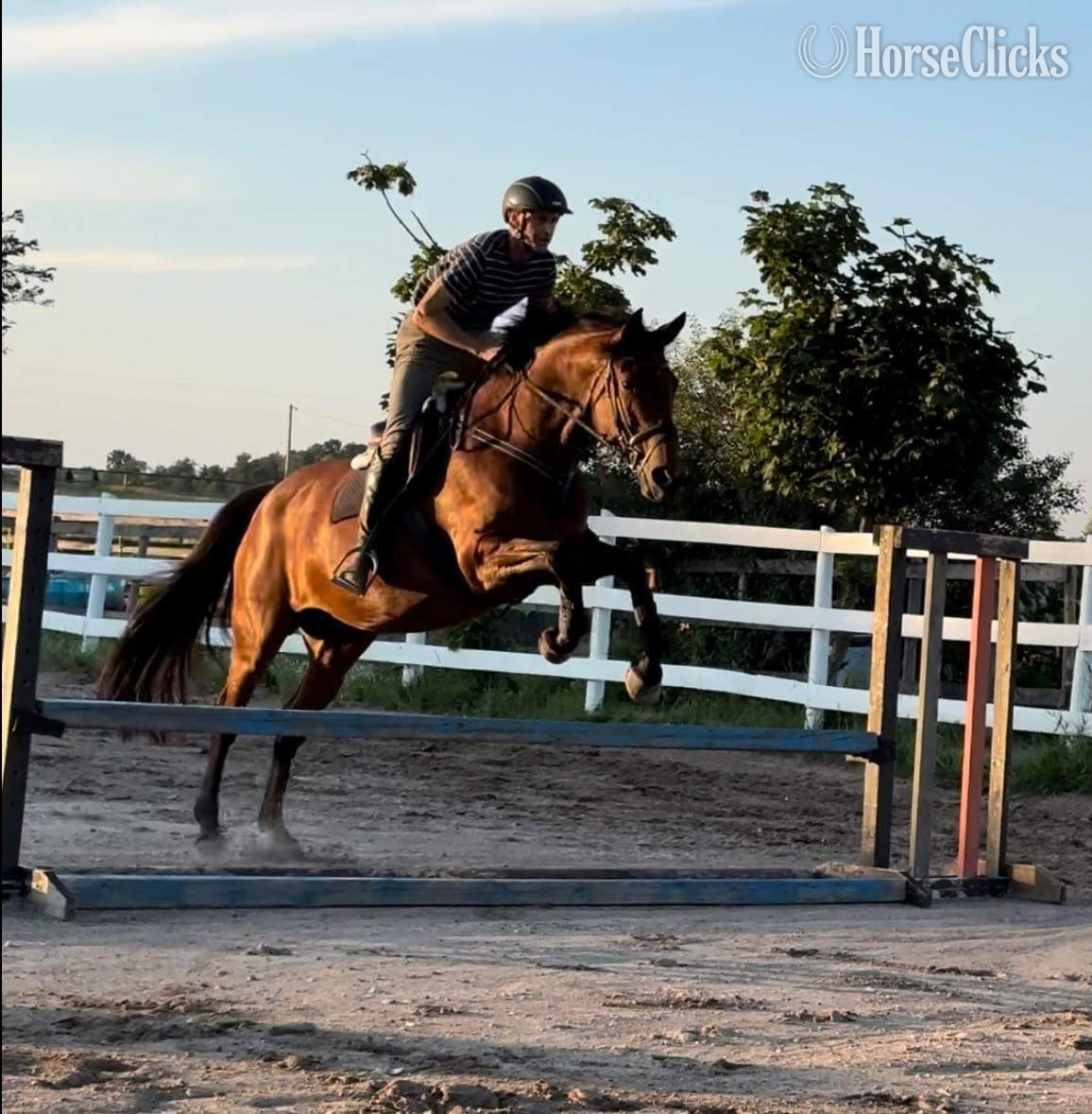 "EWSZ Ovita " Bay Mare Warmblood in Ontario