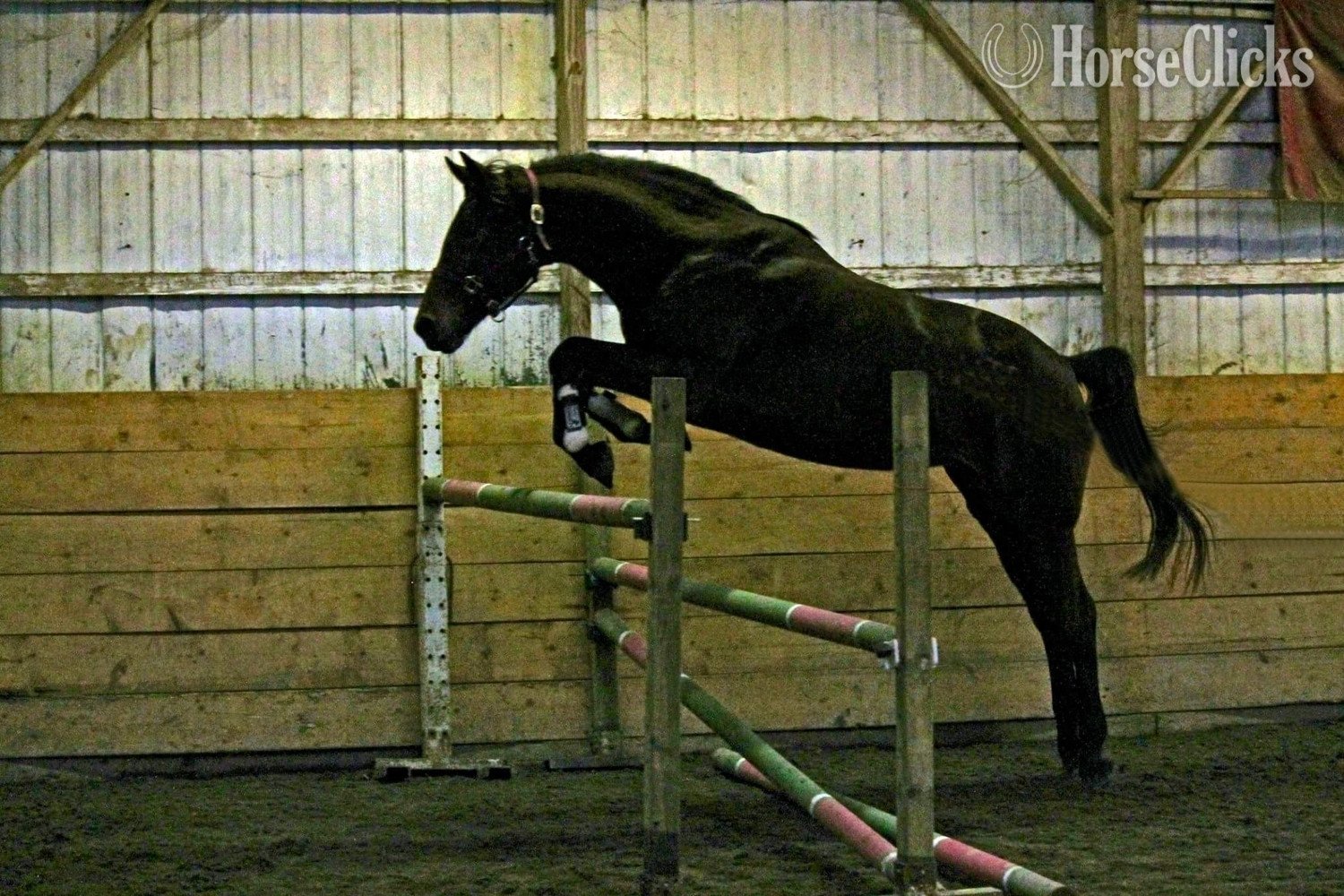"EWSZ Ovita " Bay Mare Warmblood