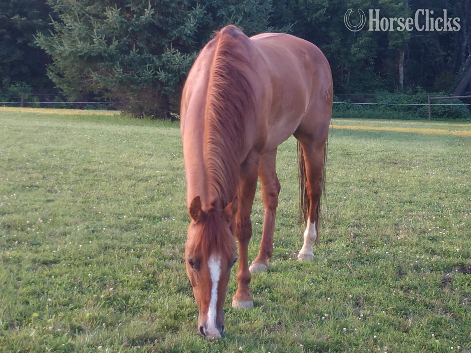 "Echo" Sorrel Gelding Quarter Horse